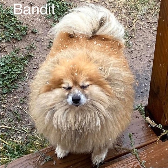 Meet your Posher, Tanya - Picture 1 of 6